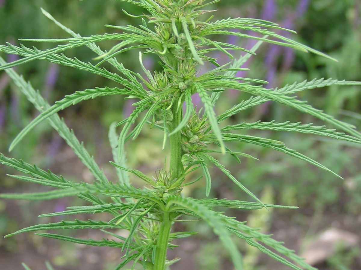 Callie’s Your #1 Dispensary Colorado